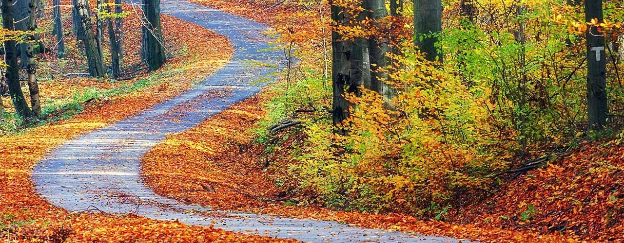 forest-road-banner-1280x500